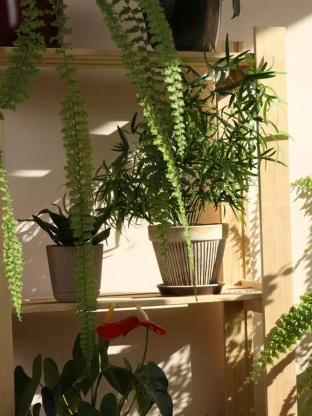 Exotic houseplants perfect for small Indian apartments