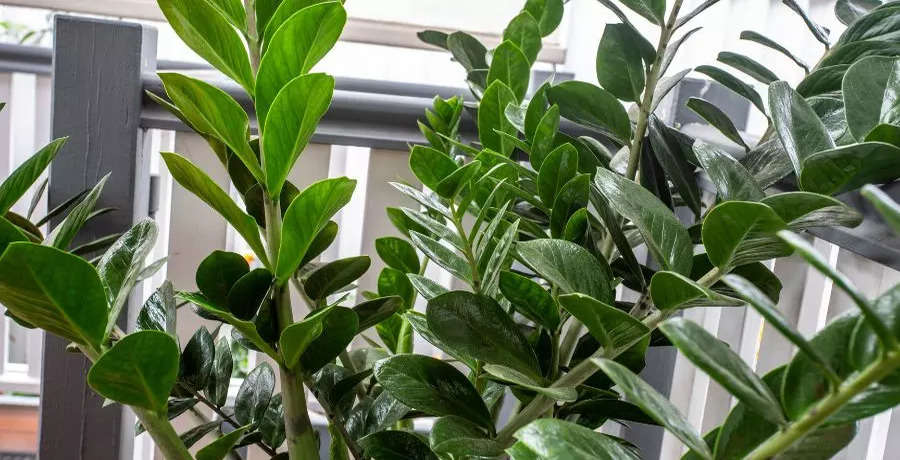 How to take care of ZZ plant in summer?
