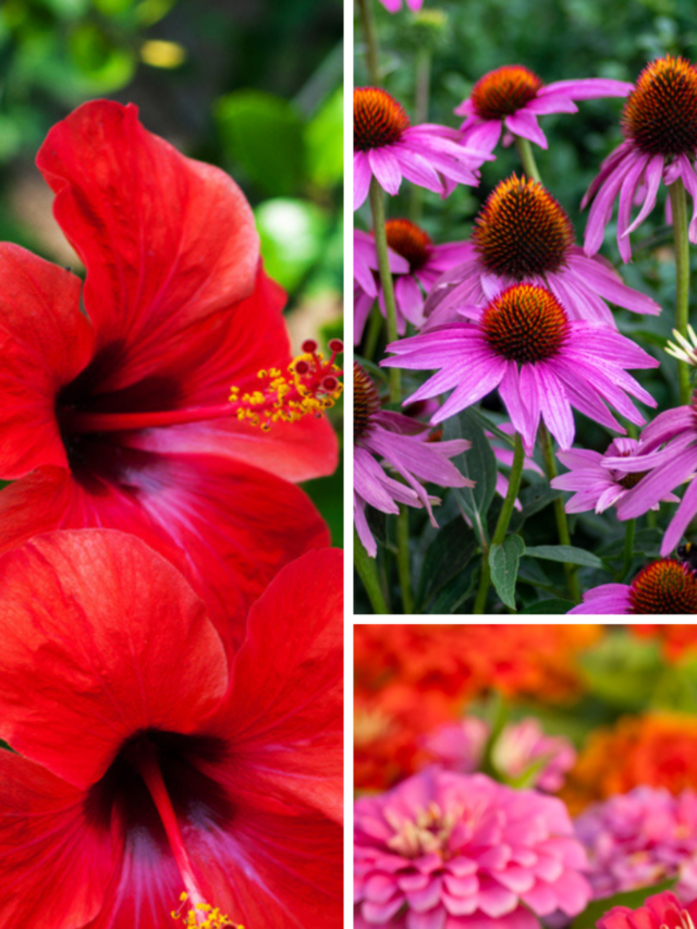 9 flowers that can survive heatwave